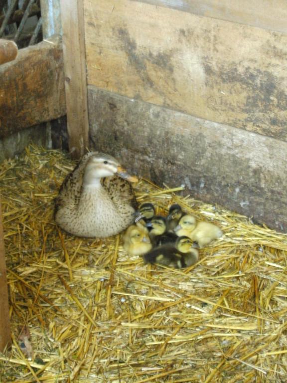 Bauernhof Hundbichl Villa Brixen im Thale Ngoại thất bức ảnh