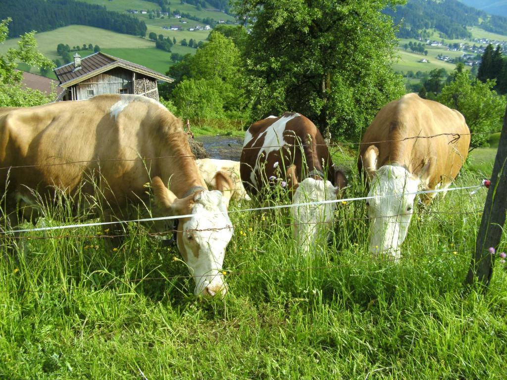 Bauernhof Hundbichl Villa Brixen im Thale Ngoại thất bức ảnh
